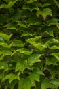 Background close up of Virginia creeper Royalty Free Stock Photo