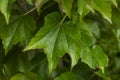 Background close up of Virginia creeper Royalty Free Stock Photo