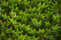 Background close up of Virginia creeper Royalty Free Stock Photo