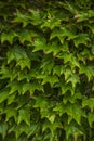 Background close up of Virginia creeper Royalty Free Stock Photo