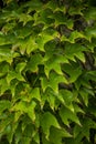 Background close up of Virginia creeper Royalty Free Stock Photo