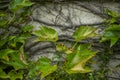 Background close up of Virginia creeper with young small leaves and branches growing on a plastered wall. Royalty Free Stock Photo