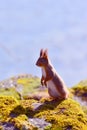 Background close-ups of squirrel posing Royalty Free Stock Photo