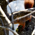 Background close-ups of squirrel posing Royalty Free Stock Photo