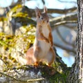 Background close-ups of squirrel posing Royalty Free Stock Photo