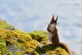 Background close-ups of squirrel posing Royalty Free Stock Photo