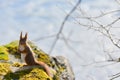Background close-ups of squirrel posing Royalty Free Stock Photo