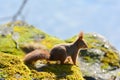 Background close-ups of squirrel posing Royalty Free Stock Photo