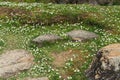 Closeup detail of grass and daisies at a park Royalty Free Stock Photo