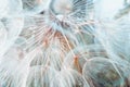 Background closeup fluffy dandelion flower, macro photo