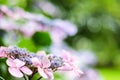Background: closeup of hydrangea flowers with bokeh lights. Copy