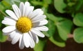 Closeup of a little white daisy, perfectly round flower.