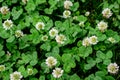 Background of clover or trefoil Trifolium white flowers and green leaves in a sunny spring day, beautiful outdoor monochrome Royalty Free Stock Photo