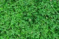 Background of clover or trefoil Trifolium white flowers and green leaves in a sunny spring day, beautiful outdoor monochrome Royalty Free Stock Photo