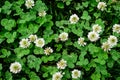 Clover or trefoil (Trifolium) white flowers and green leaves in a sunny spring day, beautiful outdoor monochrome Royalty Free Stock Photo