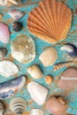 Collection of seashell and starfish Royalty Free Stock Photo