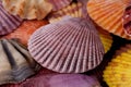 Background of collection of various colorful seashells