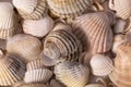 Background of collection of various sea shells , close up