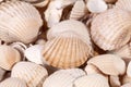 Background of collection of various sea shells , close up