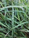 Grass with dew drops , water drops on grass in the morning Royalty Free Stock Photo