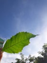 Hand holding a green leaf blue sky backdrop Royalty Free Stock Photo