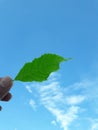 Hand holding a green leaf blue sky backdrop Royalty Free Stock Photo