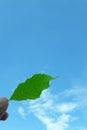 Hand holding a green leaf blue sky backdrop Royalty Free Stock Photo