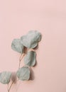 background colored pink eucalyptus branch empty place