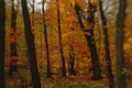 Background of autumn forest, selective focus with lensbaby effect