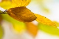 Background of colorful Autumn leaves of Beech