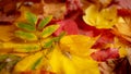 Background of colorful autumn leaves. Copy space. Royalty Free Stock Photo
