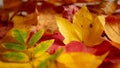 Background of colorful autumn leaves. Copy space. Royalty Free Stock Photo