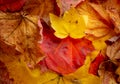 Background of colorful autumn leaves. Copy space. Royalty Free Stock Photo