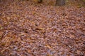 Background of colorful autumn leaves on forest floor . Abstract autumn leaves in autumn suitable as background . Autumn leaves on Royalty Free Stock Photo