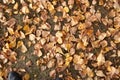 Background of colorful autumn leaves on forest floor . Abstract autumn leaves in autumn suitable as background . Autumn leaves on Royalty Free Stock Photo