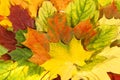 Background of colorful autumn maple leaves, close up Royalty Free Stock Photo