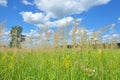 A background with a colorful bright meadow grass with blue sky and clouds background. A meadow is composed of grasses and Royalty Free Stock Photo