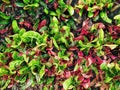 Background of Colorful Croton Plants with Green and Pink Leaves Royalty Free Stock Photo