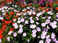 Colorful flowers Impatiens walleriana