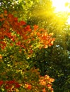 Background of colorful leaves at autumn.