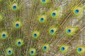 Background from colorful peacock feathers - detail, wallpaper