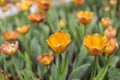 Colorful roses and Tulips with beautiful colorsin the garden Royalty Free Stock Photo