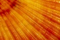 Background of colorful sea shell of molluscs, close up Royalty Free Stock Photo