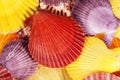 Background of colorful sea shells of mollusk Royalty Free Stock Photo