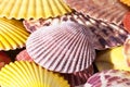 Background of colorful sea shells of mollusks, close up Royalty Free Stock Photo