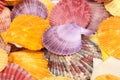 Background with colorful sea shells of mollusks, close up Royalty Free Stock Photo
