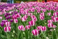 Background of colorful striped pink and white tulips