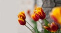 Background with colorful tulips. Beautiful color