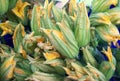 Background of colorful zucchini flowers.