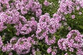 Background of colourful flowering Phlox